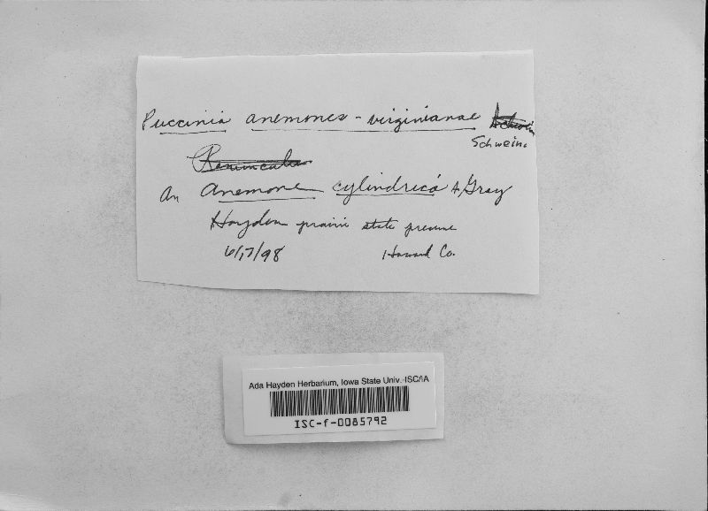 Puccinia anemones-virginianae image