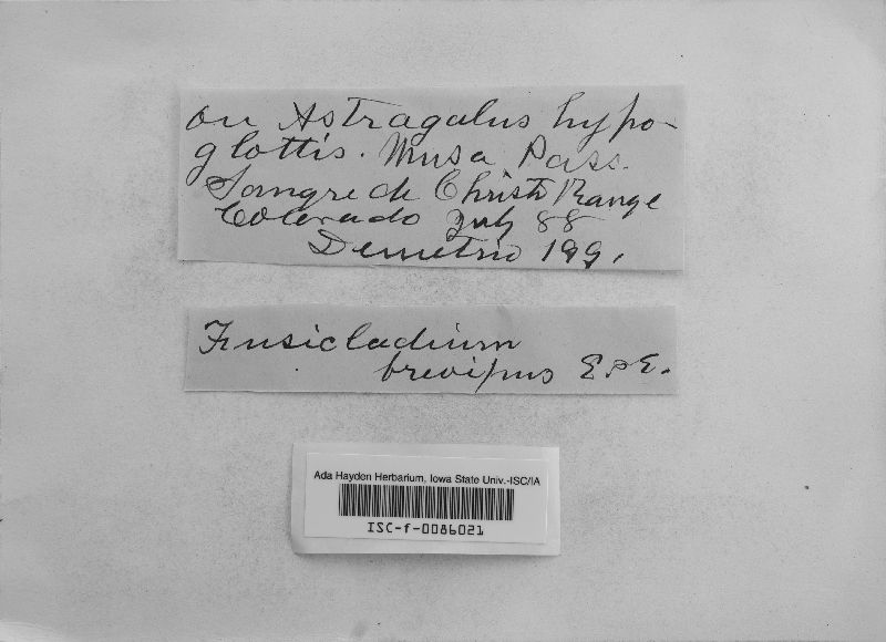 Fusicladium brevipus image