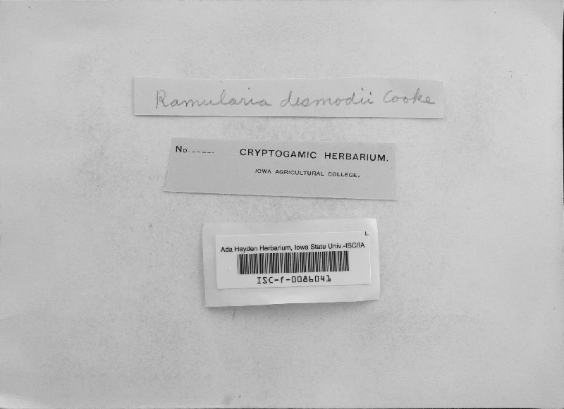 Fusidium ravenelianum image