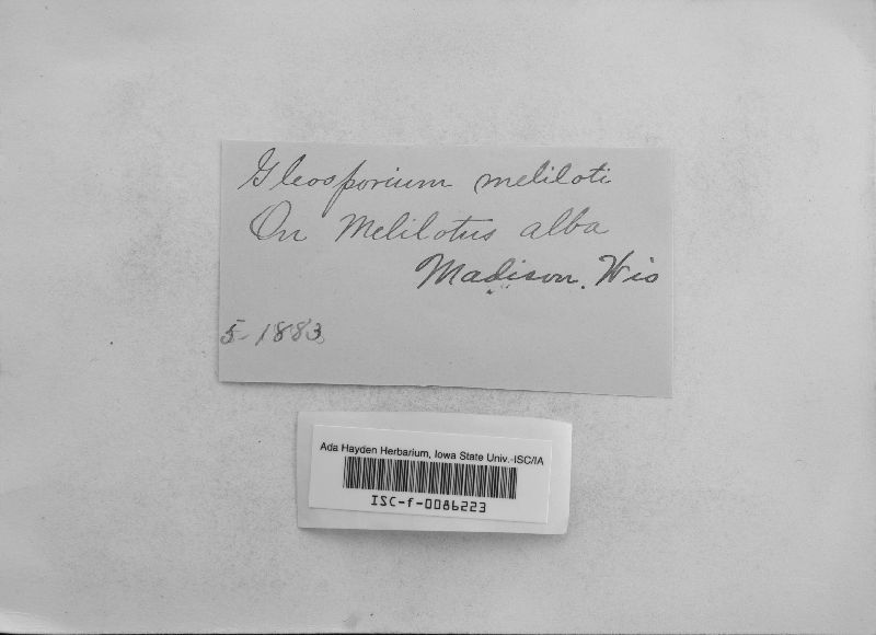 Gloeosporium meliloti image