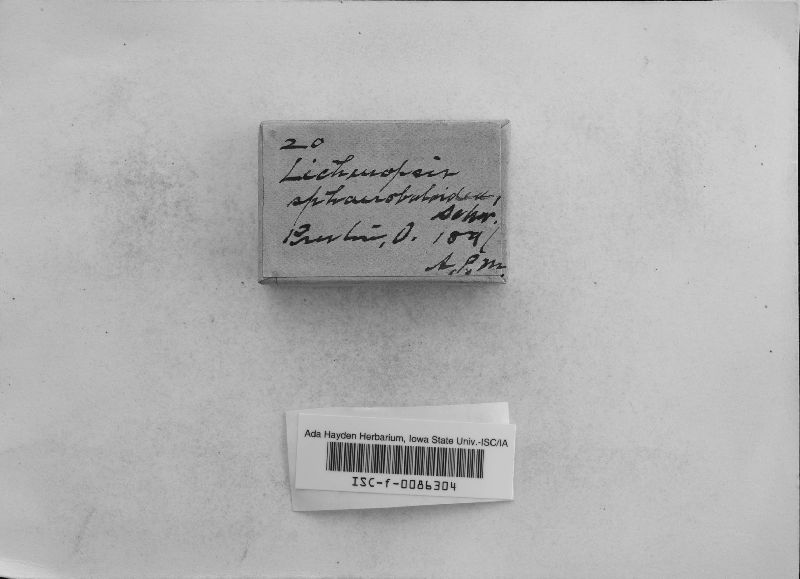 Lichenopsis sphaeroboloidea image