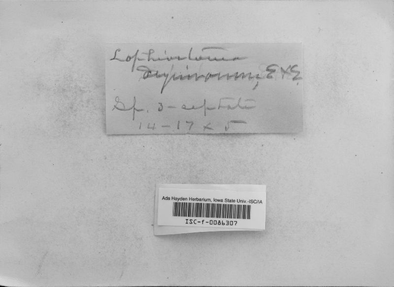 Lophiostoma aequivocum image