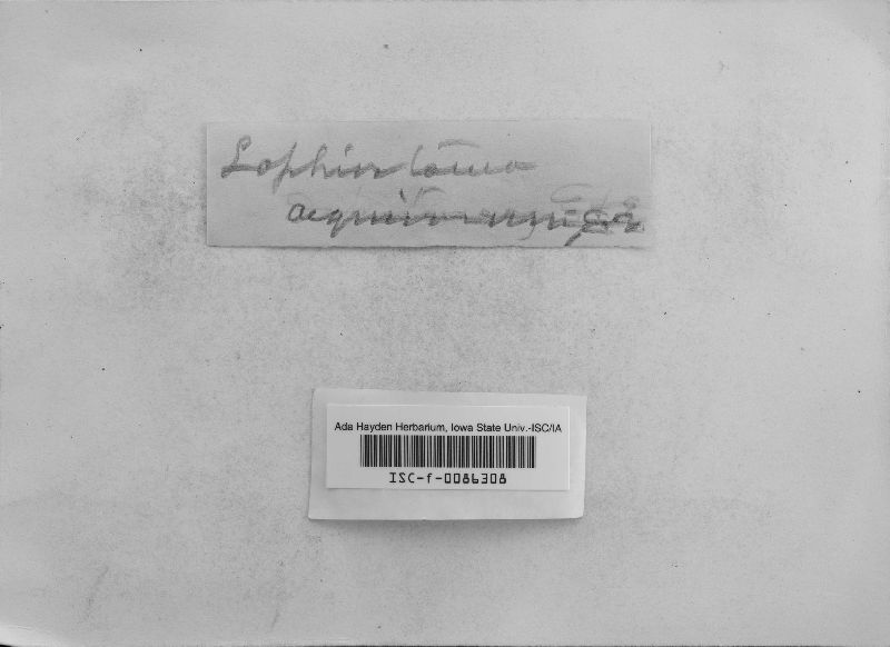 Lophiostoma aequivocum image