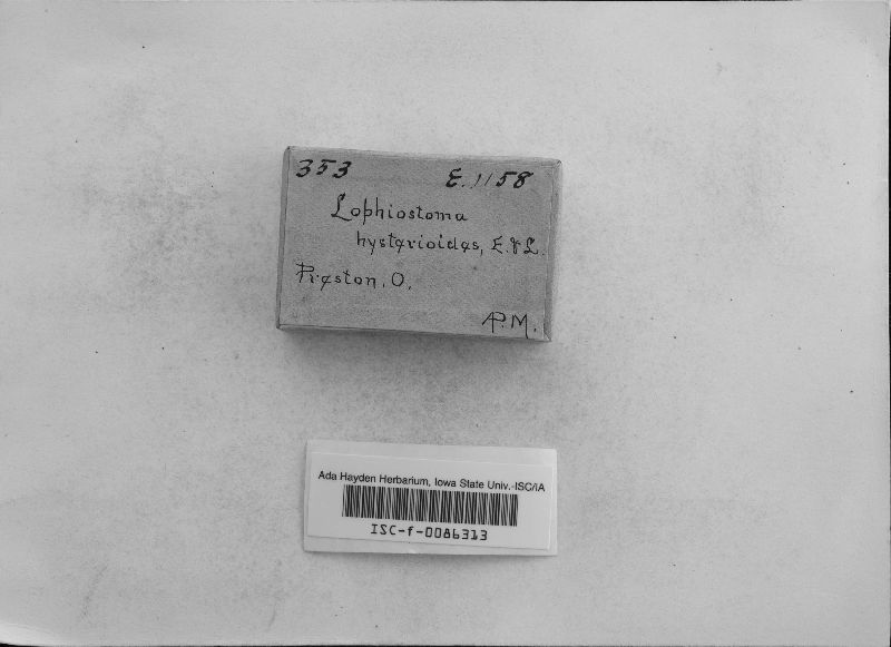 Lophiostoma hysterioides image