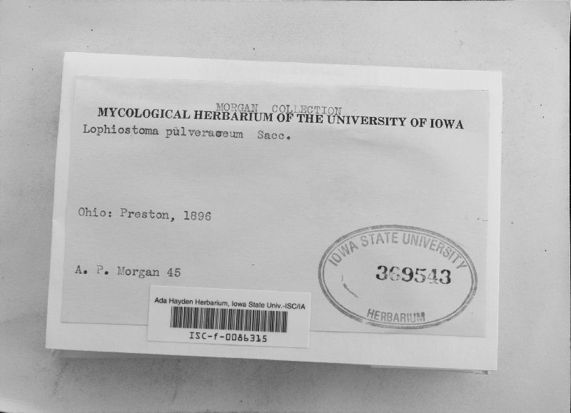 Lophiostoma pulveraceum image