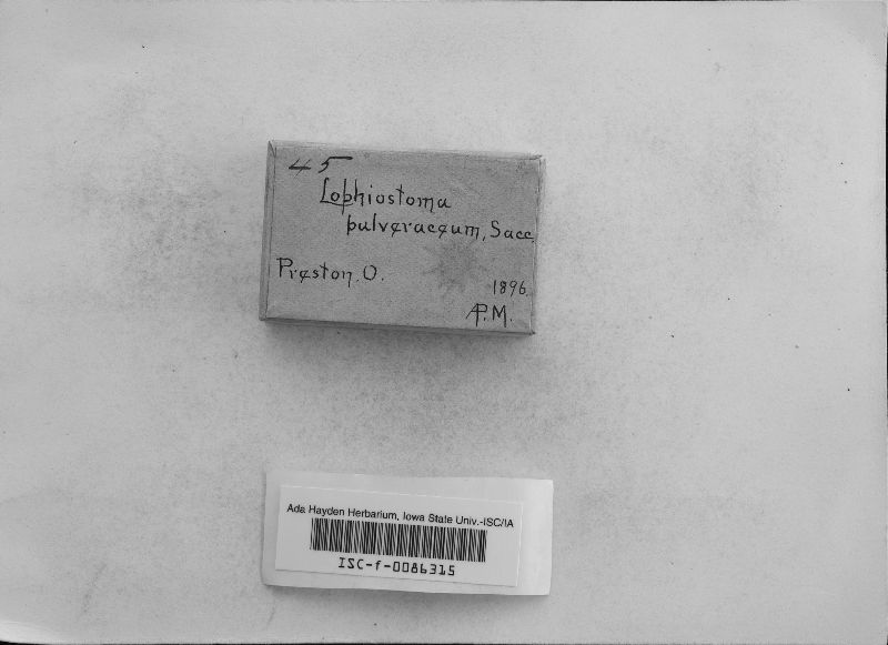 Lophiostoma pulveraceum image