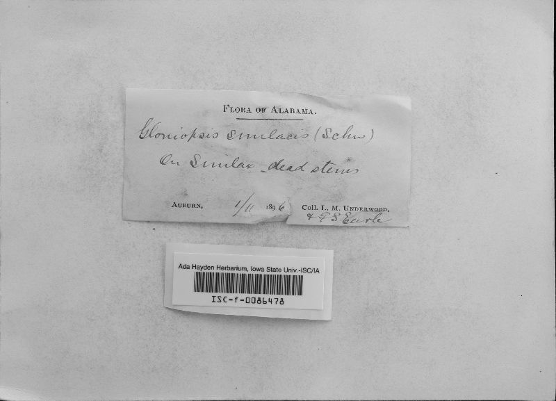 Gloniopsis curvata image