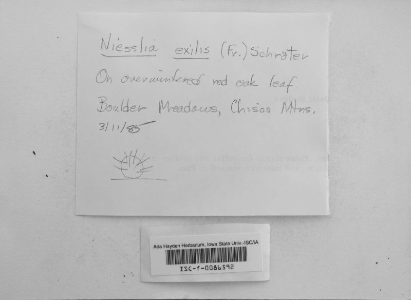 Niesslia exilis image