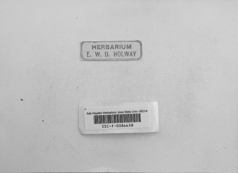 Octaviania rosea image