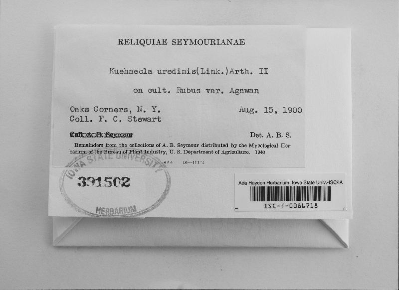 Kuehneola uredinis image
