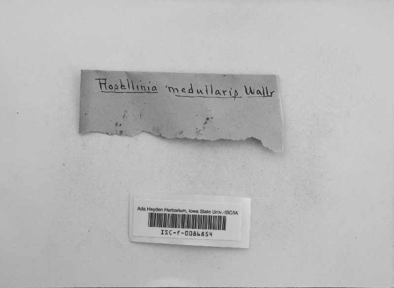 Rosellinia aquila image