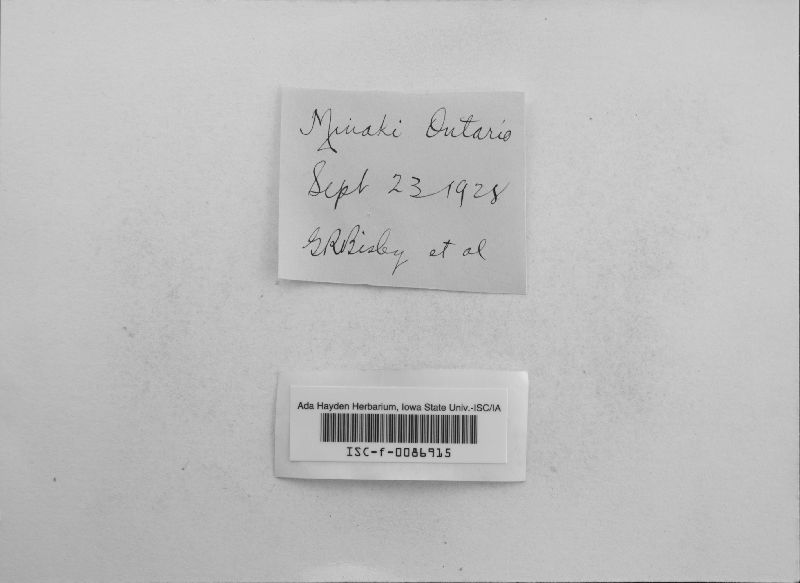 Odontia floccosa image