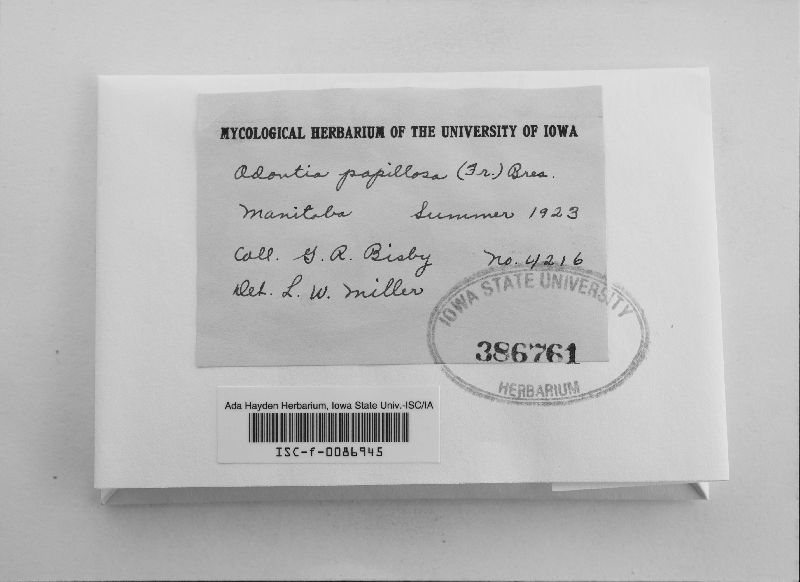 Odontia papillosa image