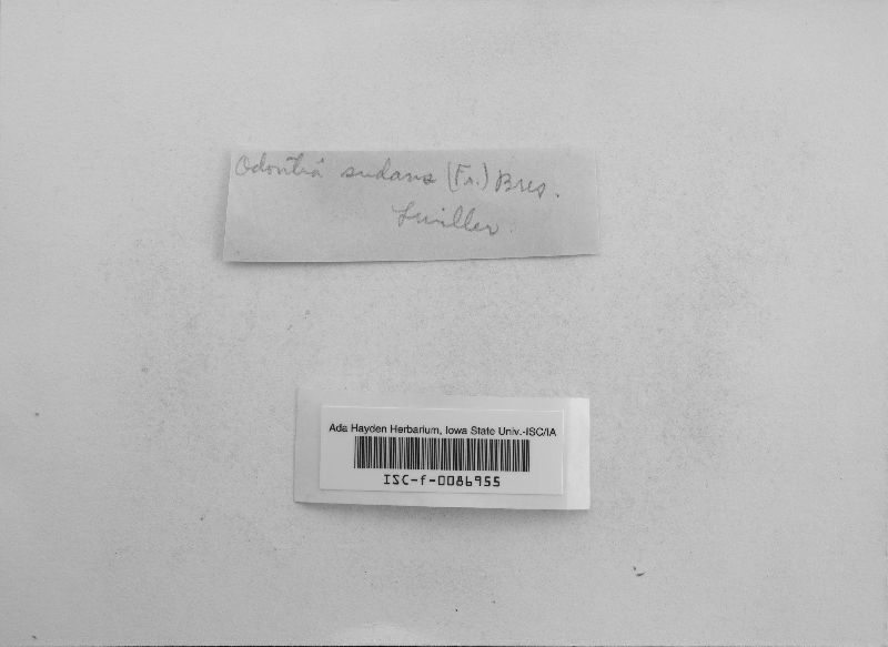 Dacryobolus sudans image