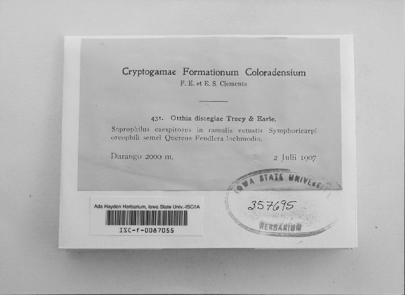 Otthia distegiae image