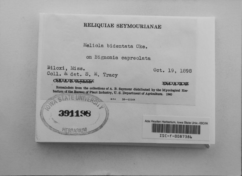 Meliola bidentata image