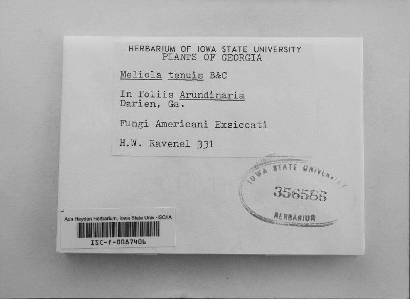 Meliola tenuis image