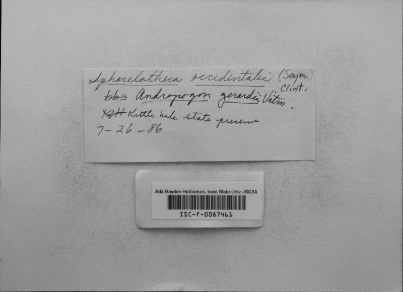 Sphacelotheca occidentalis image