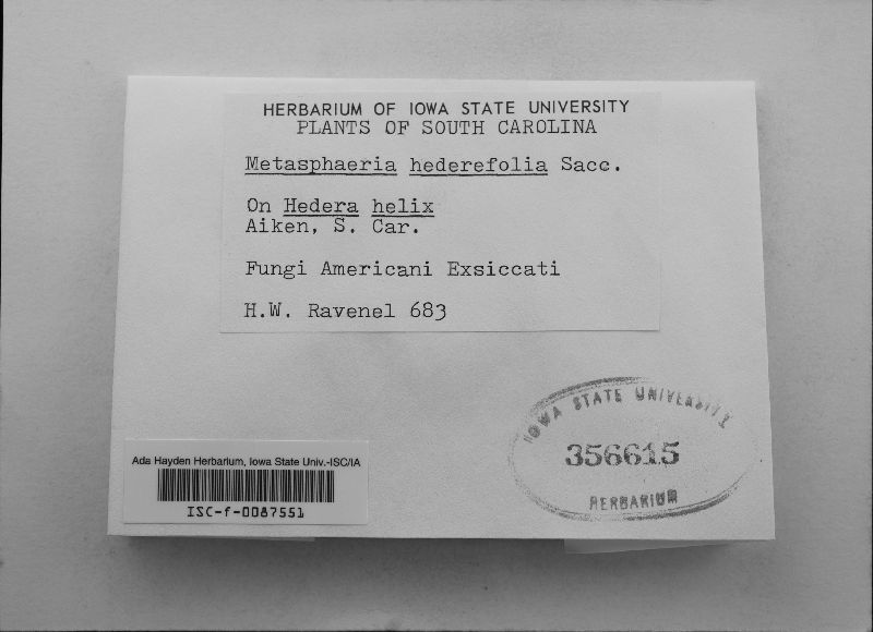 Metasphaeria hederaefolia image