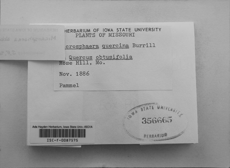 Microsphaera abbreviata image