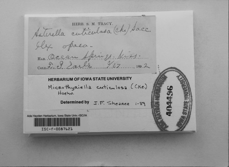Microthyriella cuticulosa image