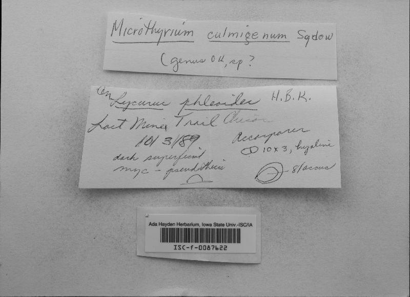 Microthyrium culmigenum image