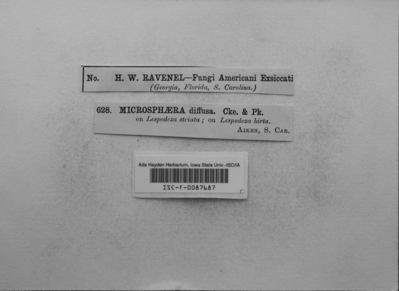 Microsphaera diffusa image