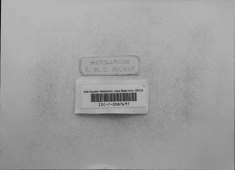 Microsphaera erineophila image