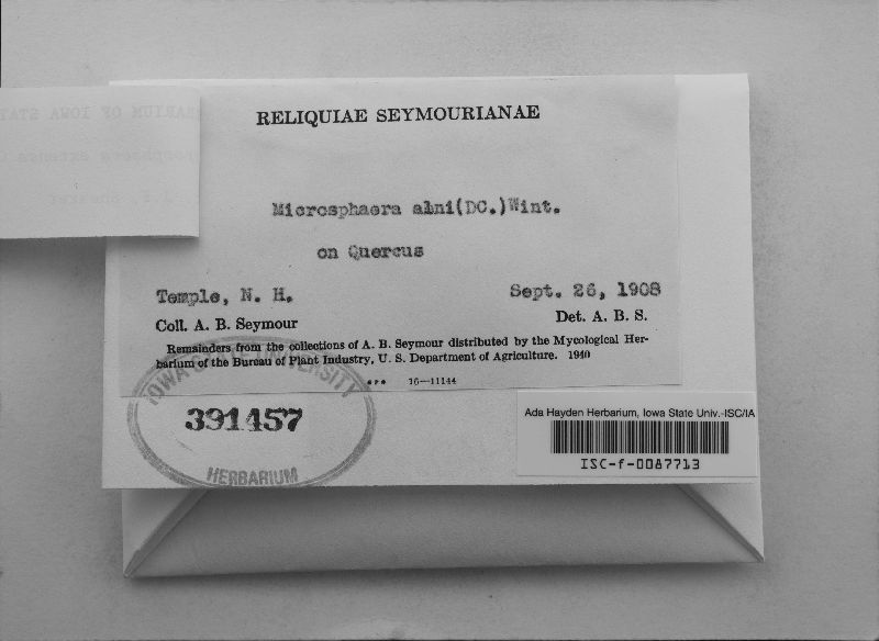 Microsphaera extensa image