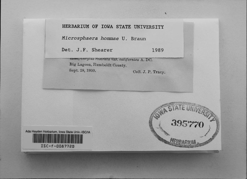 Microsphaera hommae image