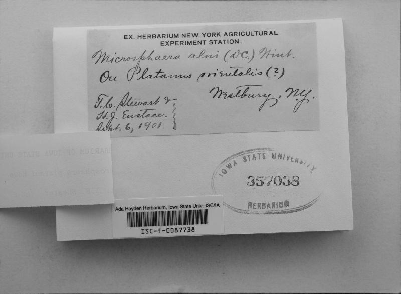 Microsphaera platani image