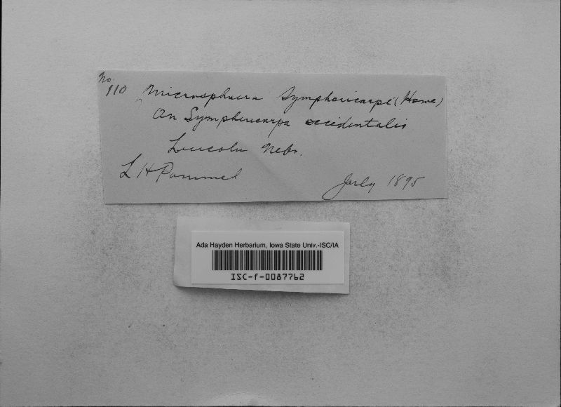Microsphaera symphoricarpi image
