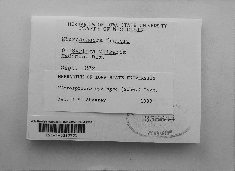 Microsphaera syringae image