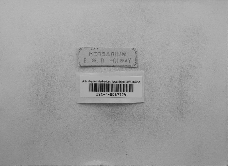 Microsphaera syringae image