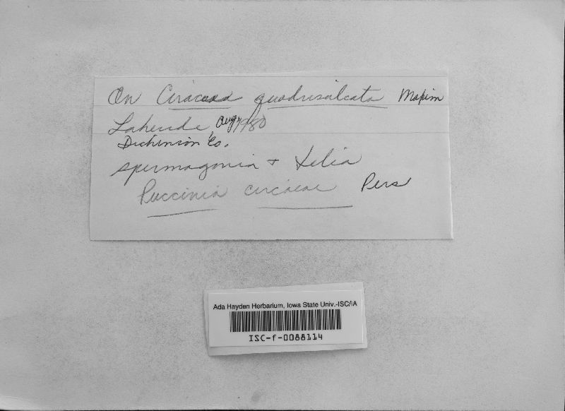 Puccinia circaeae image