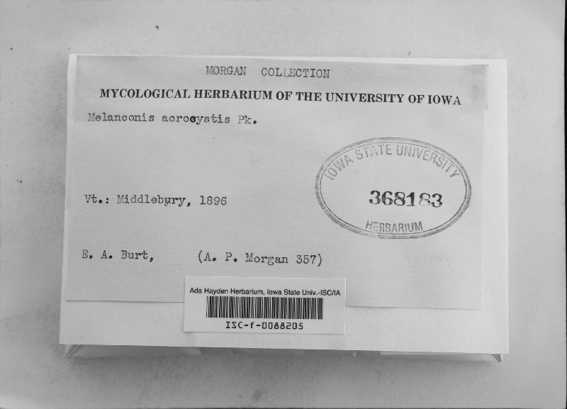 Melanconis acrocystis image