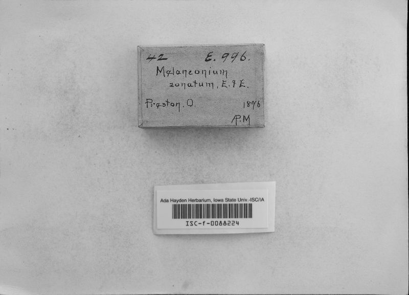 Melanconis image