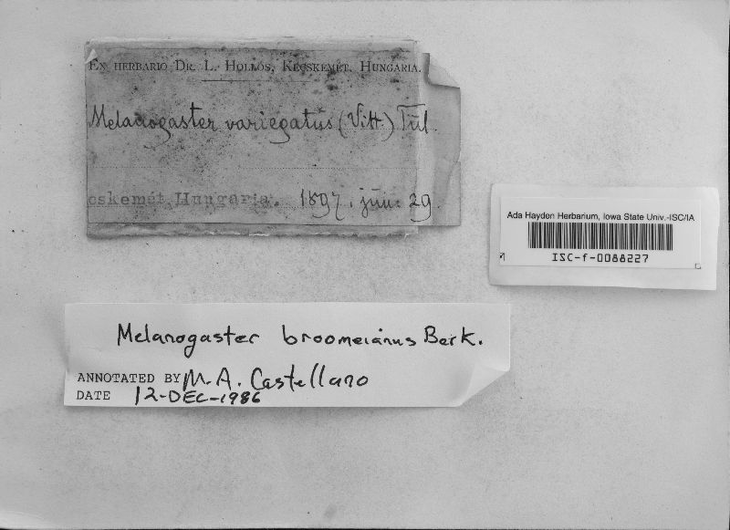 Melanogaster broomeianus image