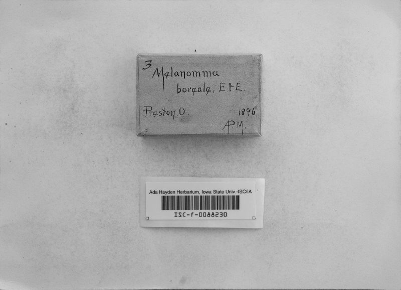 Melanomma boreale image