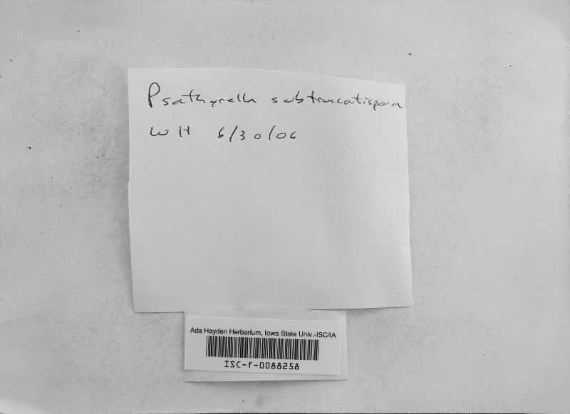 Psathyrella subtruncatispora image