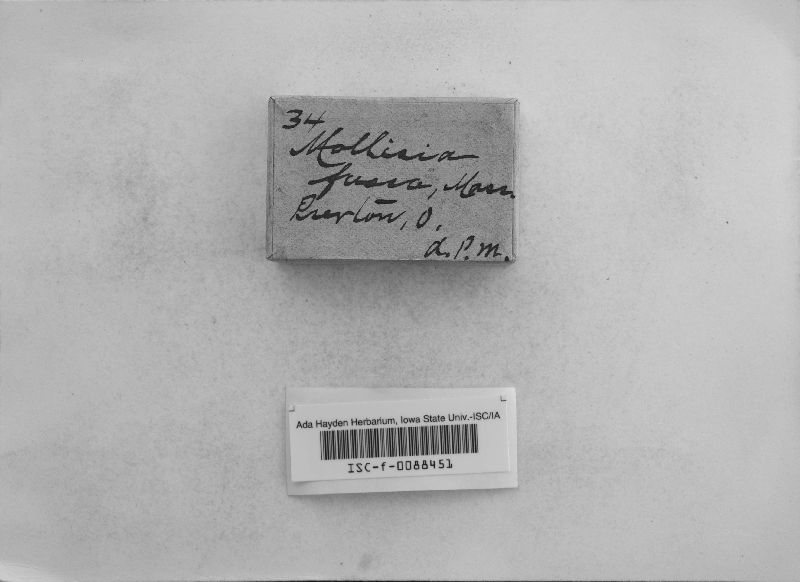 Mollisia fusca image