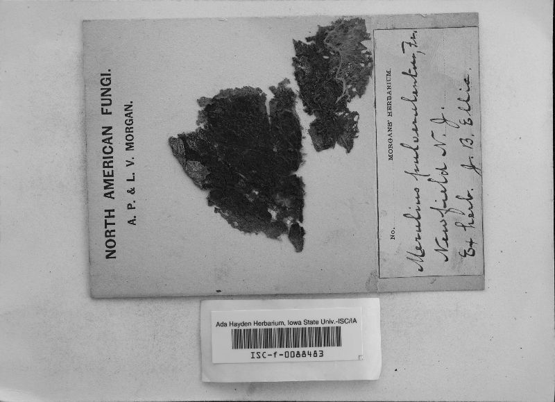 Serpula pulverulenta image