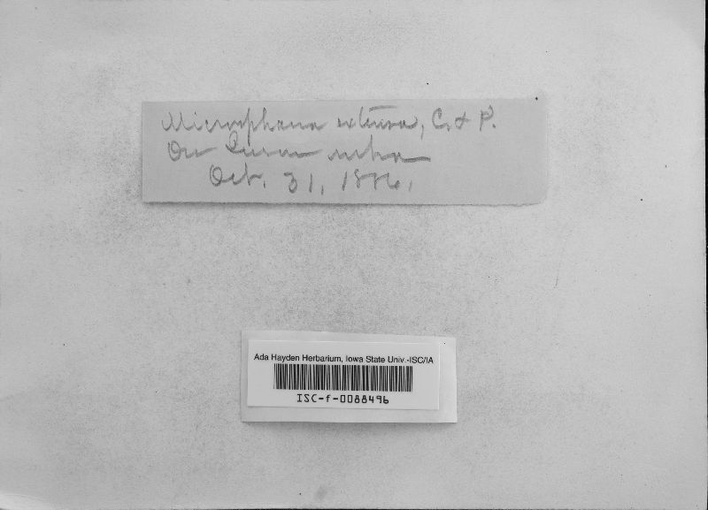 Microsphaera extensa image