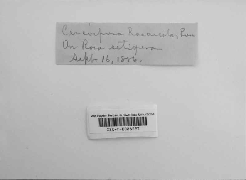 Mycosphaerella rosicola image