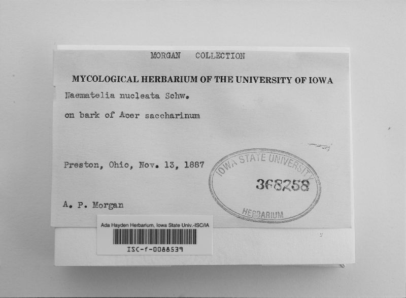 Naematelia nucleata image