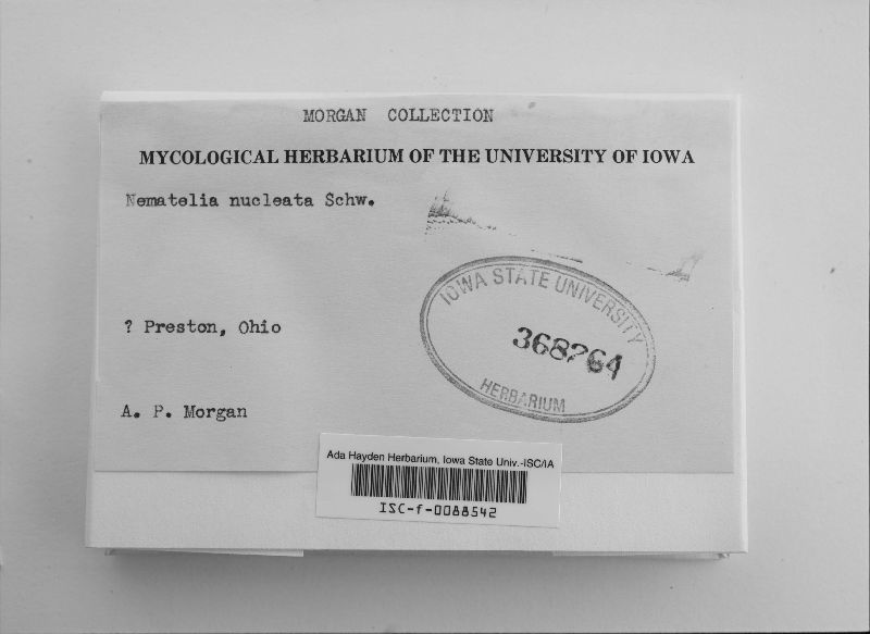 Naematelia nucleata image