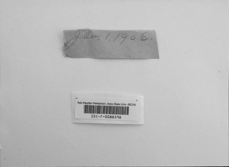 Biscogniauxia mediterranea var. mediterranea image