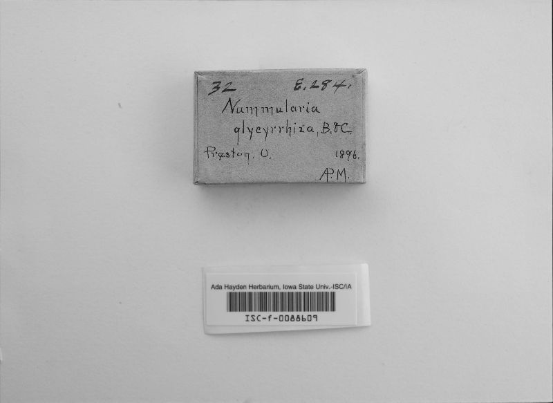 Nummularia glycyrrhiza image