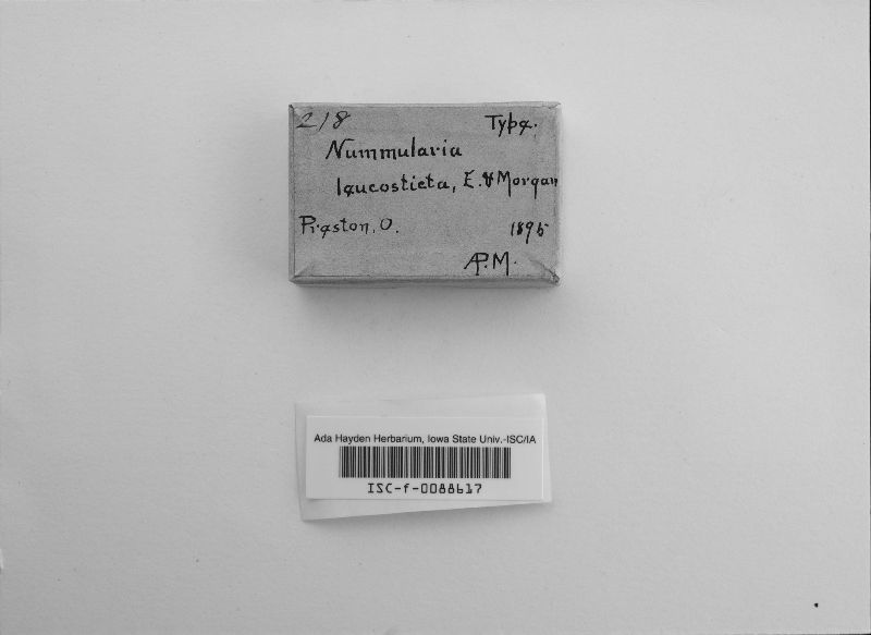 Nummularia leucosticta image