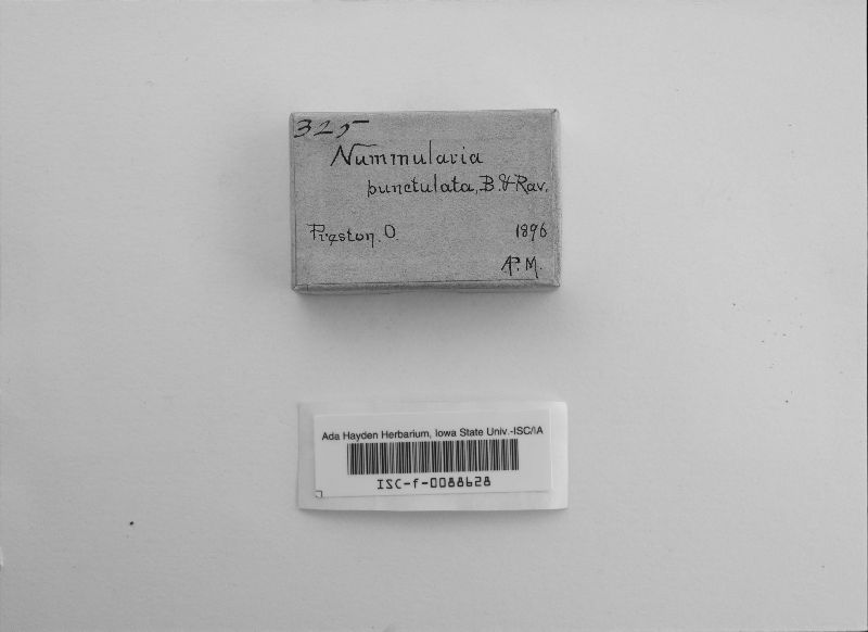 Nummularia punctulata image